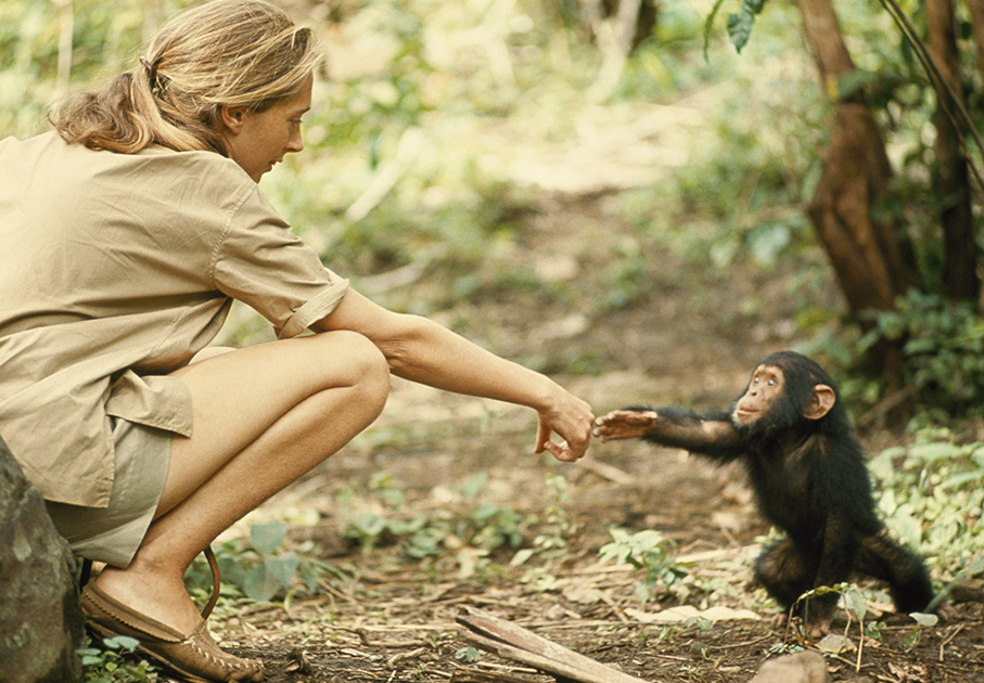 Honoring Jane Goodall, Applying Theory of Change, and Building the Future of POI Readiness™